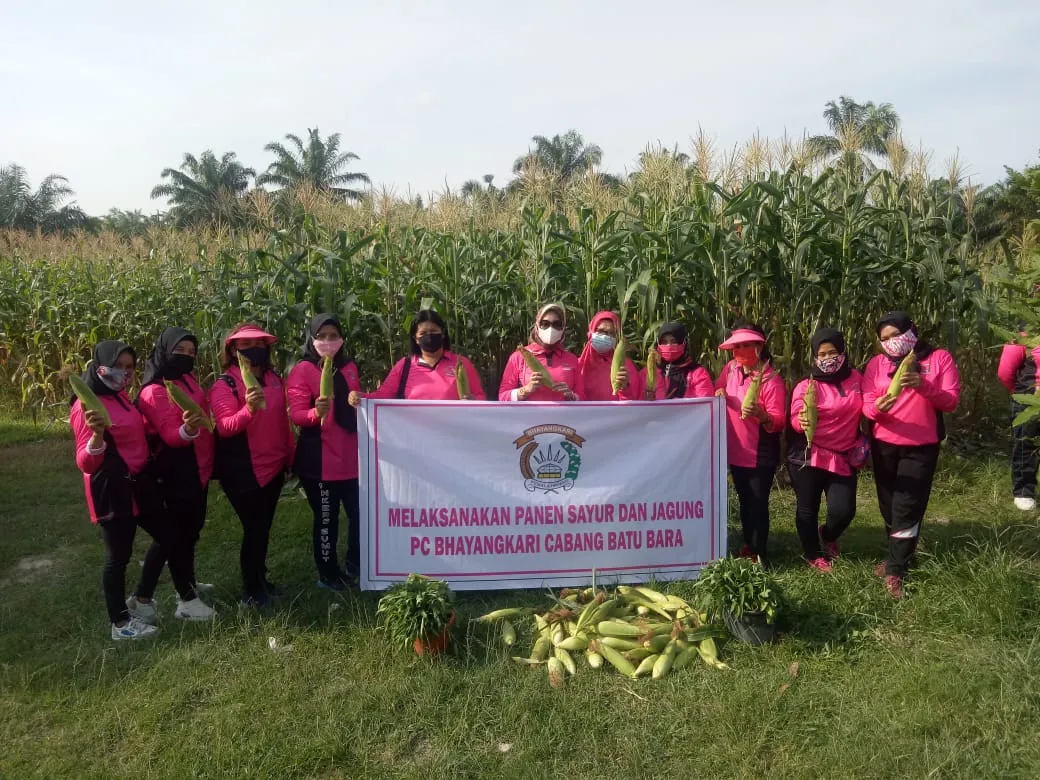 Ibu-Ibu Bhayangkari Polres Batu Bara Panen Sayur dan Jagung