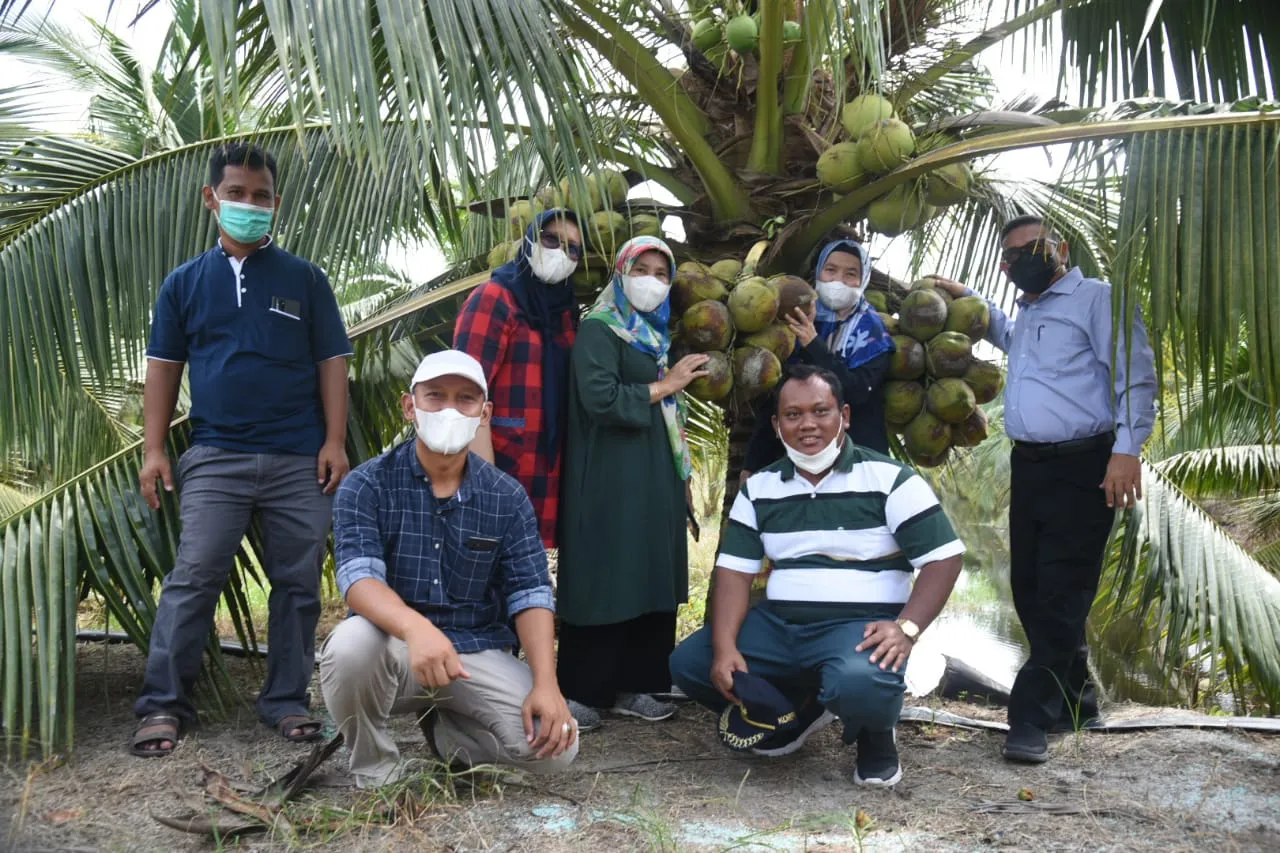 Kelapa Genjah Pandan Wangi Laris Manis. Layak Dikembangkan 