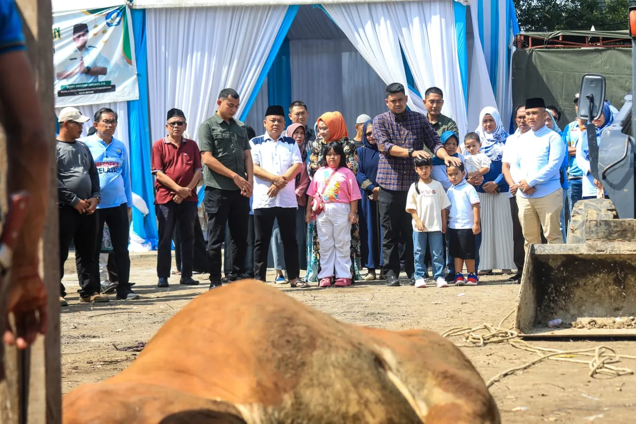 Bobby Nasution dan Keluarga Kurban 3 Sapi di Masjid Jami’ Hanifah.