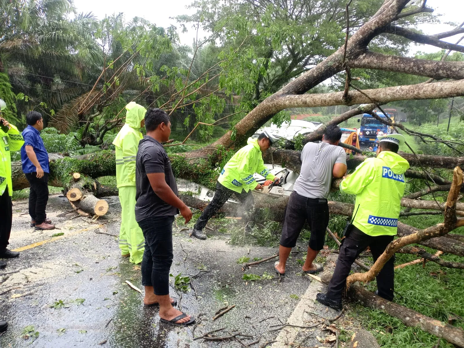 Curah Hujan Tinggi dan Angin Kencang, Pohon Tumbang Timpa Mobil di Batu Bara