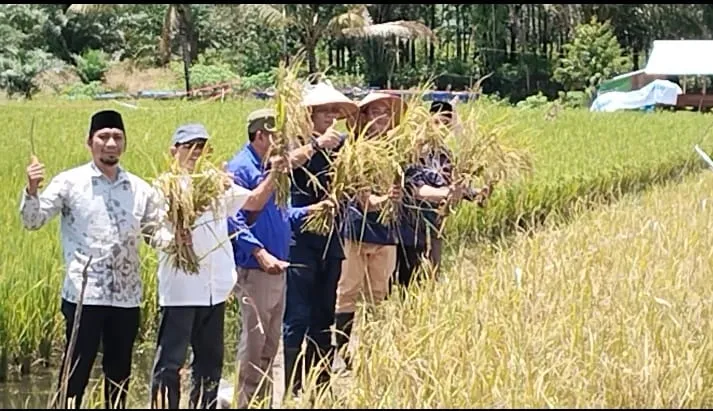 Dukung Ketahanan Pangan, Desa Wisata Dewi Tani Panen Raya Padi dan Ikan Dukung