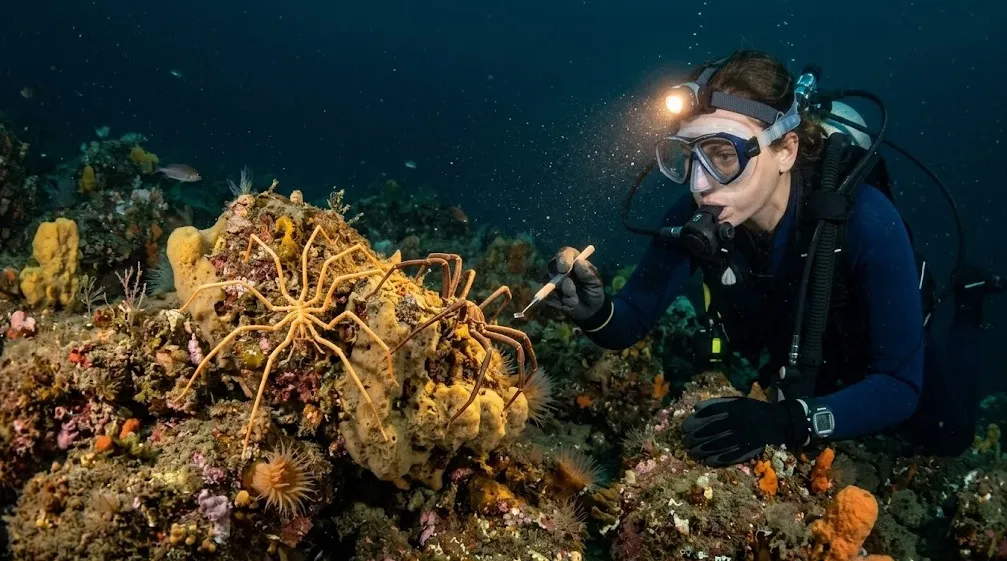Ilmuwan Temukan Dua Hewan Laut Baru Mirip Laba-Laba di Laut Kanada