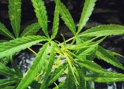 Benarkah Ganja Bisa Obati Gangguan Mental? Ini Fakta Riset Terbaru