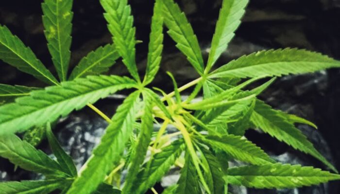 Benarkah Ganja Bisa Obati Gangguan Mental? Ini Fakta Riset Terbaru
