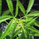 Benarkah Ganja Bisa Obati Gangguan Mental? Ini Fakta Riset Terbaru