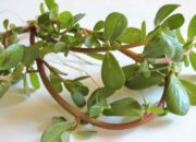 Manfaat Daun Krokot untuk Menurunkan Gula Darah: Obat Herbal Alami Diabetes yang Terbukti Ilmiah