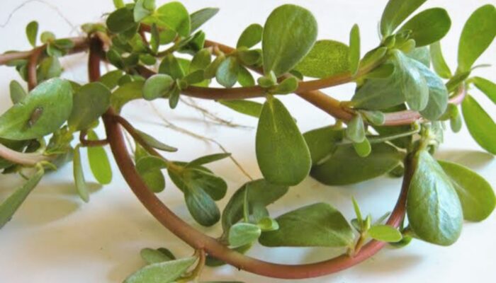 Manfaat Daun Krokot untuk Menurunkan Gula Darah: Obat Herbal Alami Diabetes yang Terbukti Ilmiah