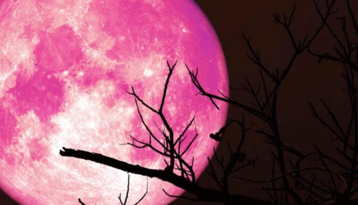 Fenomena Langka Strawberry Moon 2025: Bulan Purnama Terendah dalam 18,6 Tahun, Ini Waktu dan Cara Melihatnya