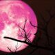 Fenomena Langka Strawberry Moon 2025: Bulan Purnama Terendah dalam 18,6 Tahun, Ini Waktu dan Cara Melihatnya